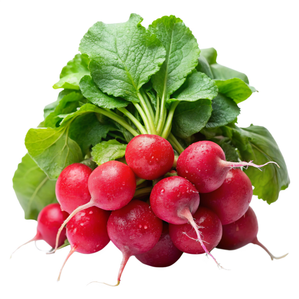 Farm Harvested Juicy Radish Bunch In Transparent Background png