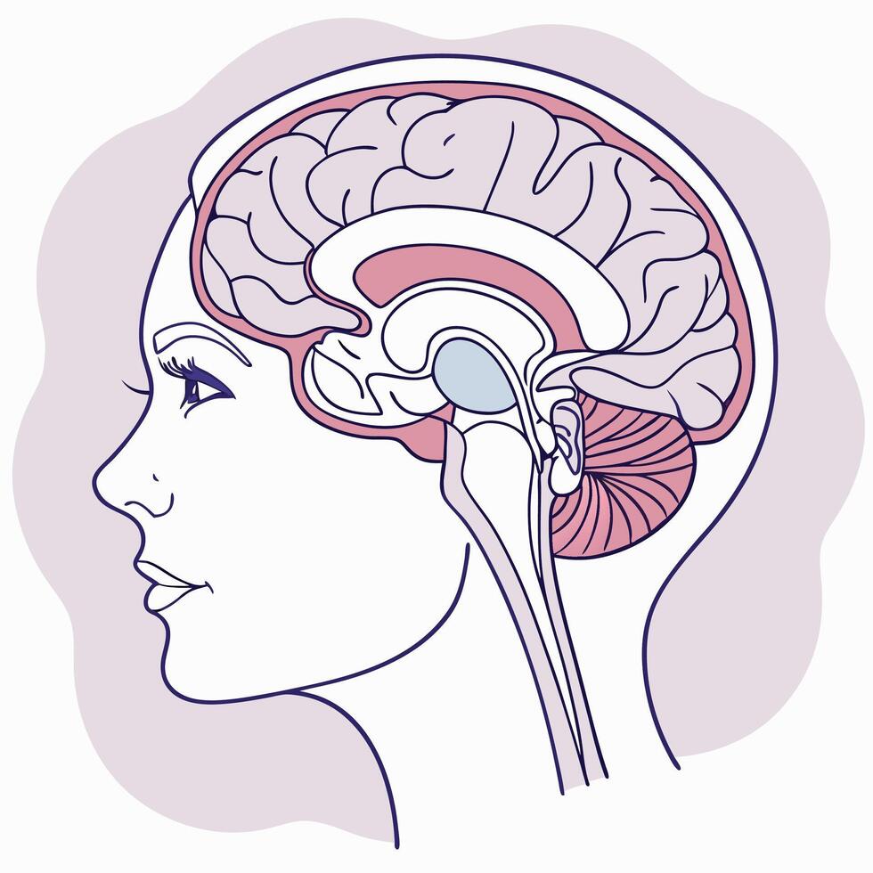 Human Brain Anatomy Illustration Detailed Sagittal View, Pink and Purple. vector