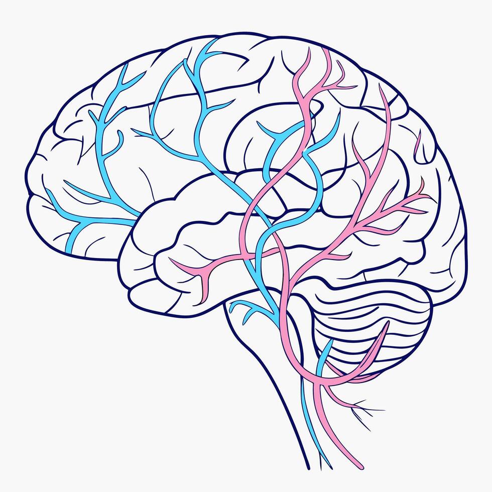 Human Brain Vascular System Detailed Anatomy Illustration Arteries and Veins. vector