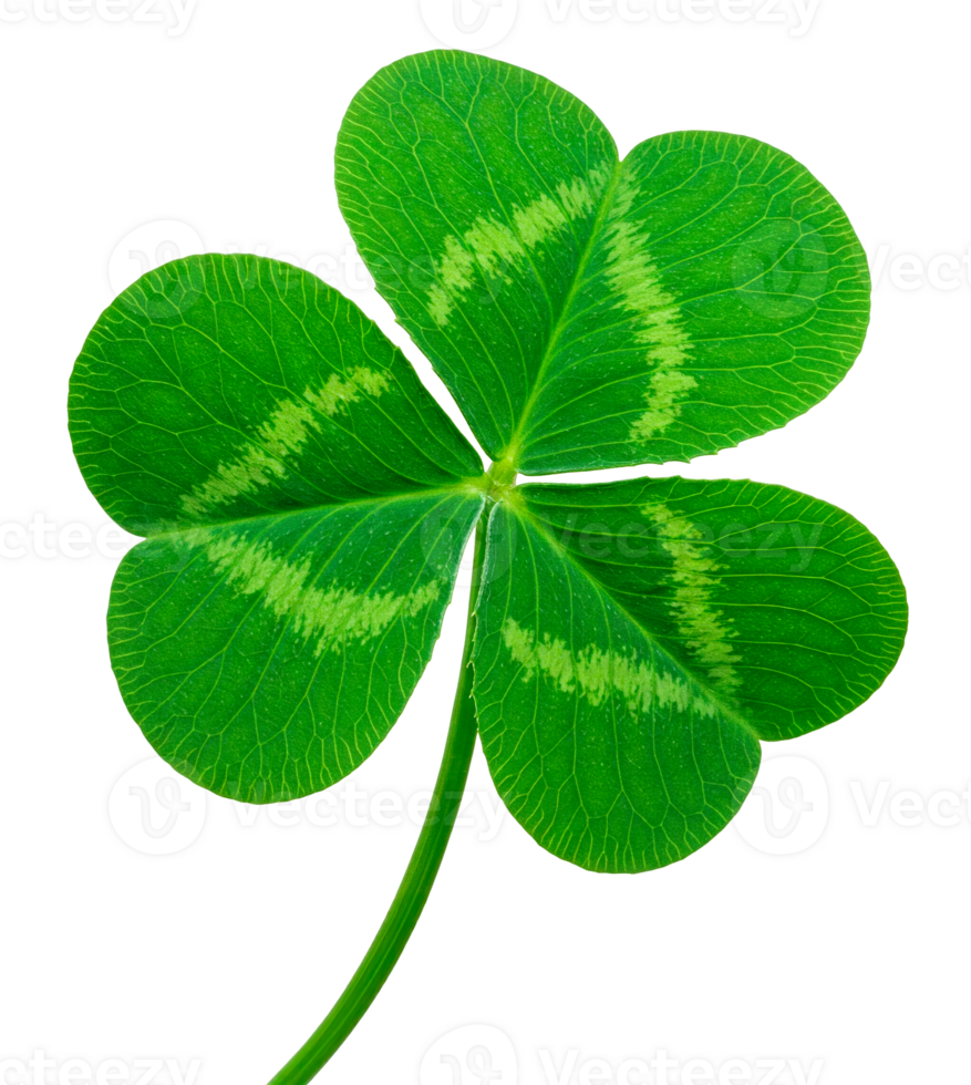 Shamrock or Three leaf clover cut out png