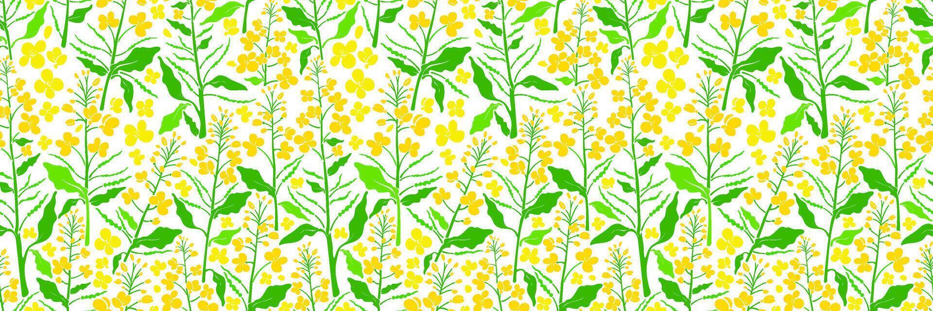 Canola field. Yellow rape plants with colza flower vector