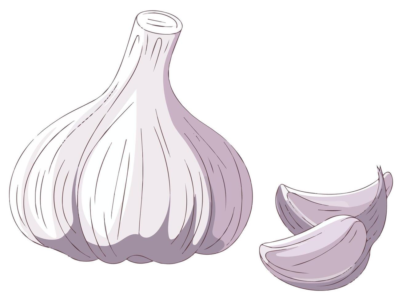 Organic Garlic Vegetable Fresh Garlic and Pieces Design vector