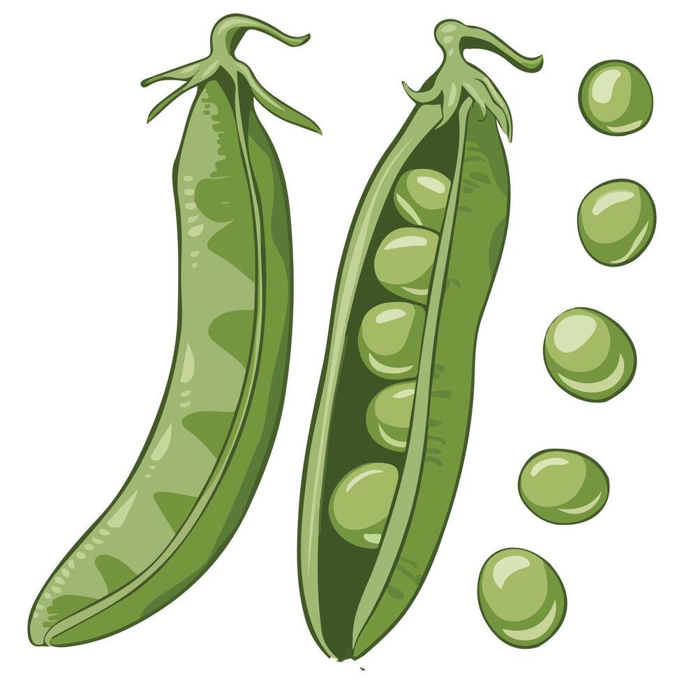 Cartoon Illustration of Green Peas in Flat Design vector