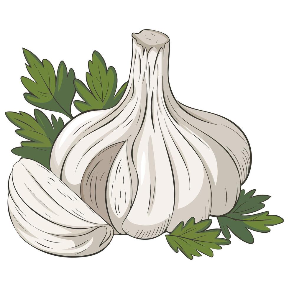 Garlic and Parsley Illustration vector