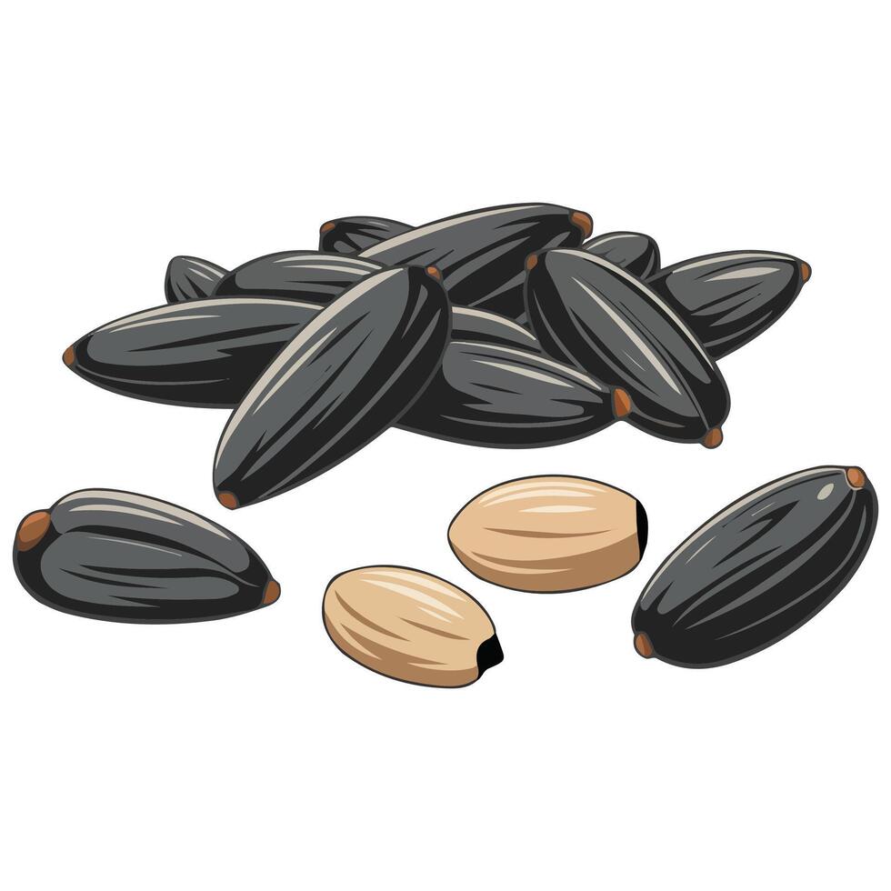 Design of Sunflower Seeds vector