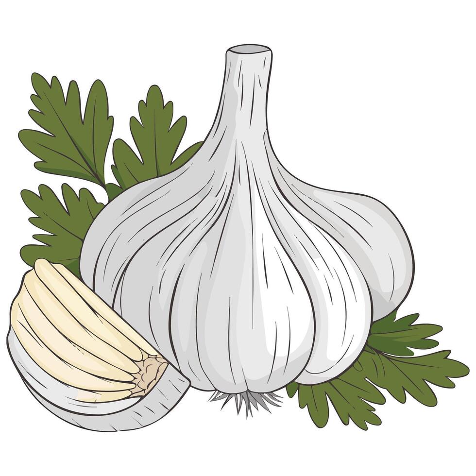 Garlic Bulb with Green Leaves vector
