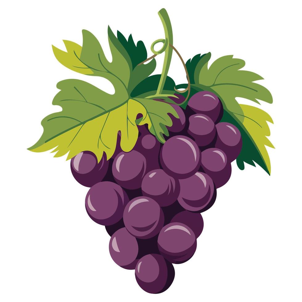 Purple Grapes with Leaves Isolated vector