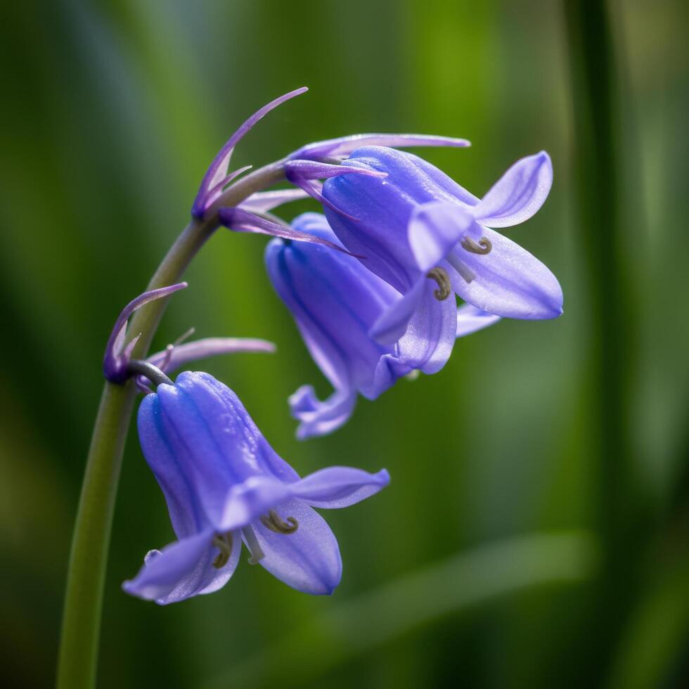 A close up of a flower with a green background photo