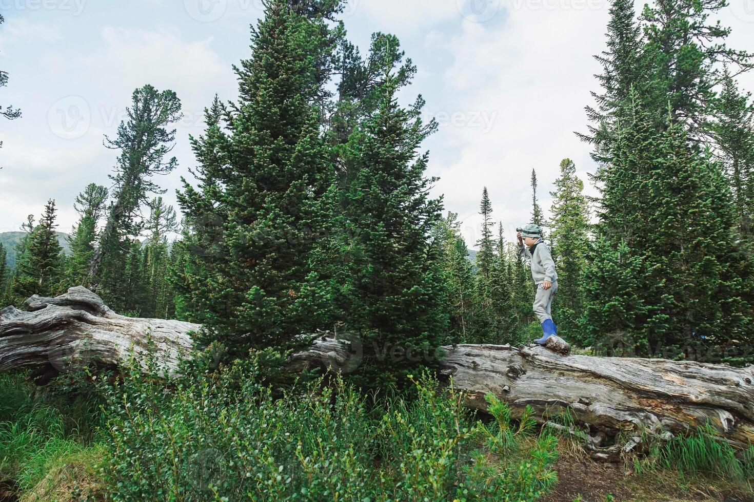Tiny Boy Walking Giant Fallen Log in Majestic Pine Forest. photo