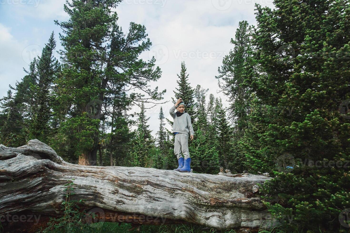 Tiny Explorer on Giant Fallen Tree in Enchanted Pine Forest Wilderness. photo