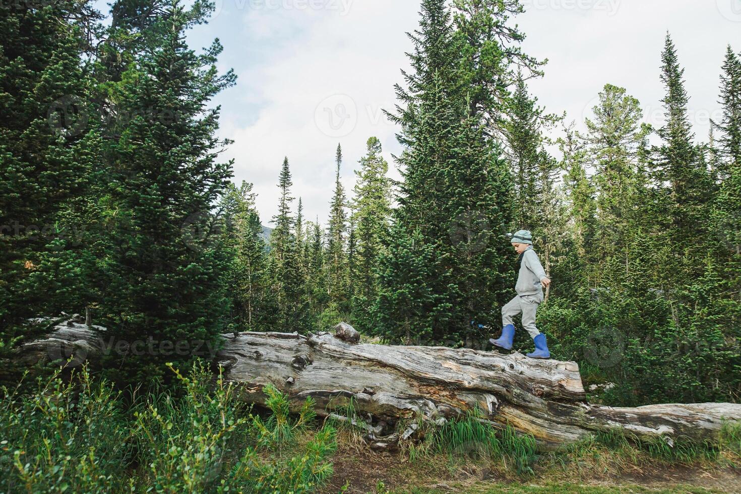Small Boy Balancing on Enormous Tree in Dense Pine Woodland. Childhood Wonder. photo