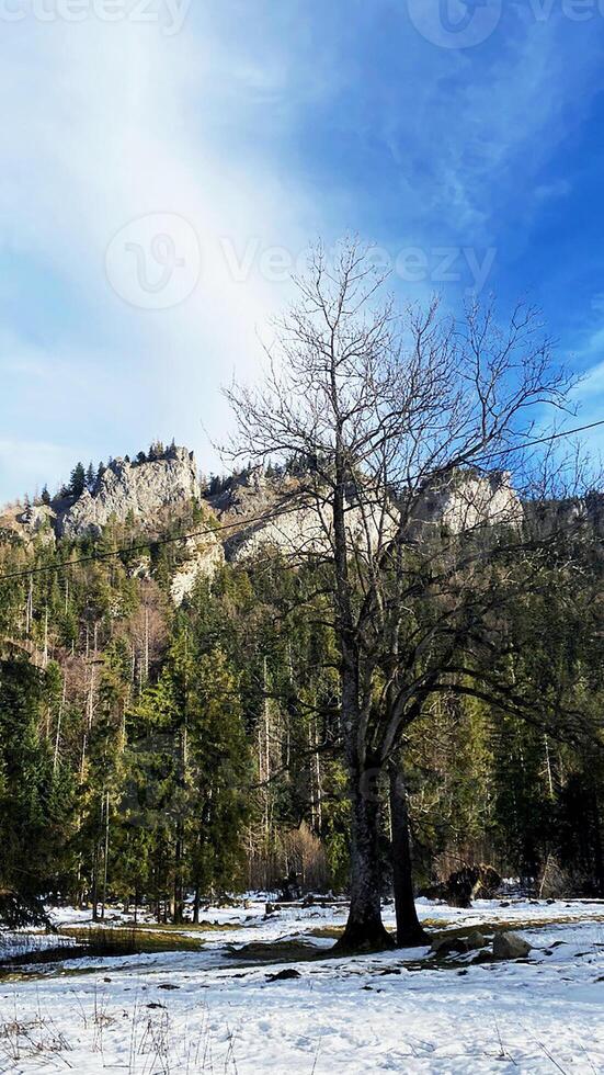 photo of polish rocks and mountains in sunny weather near trees on a gentle winter day