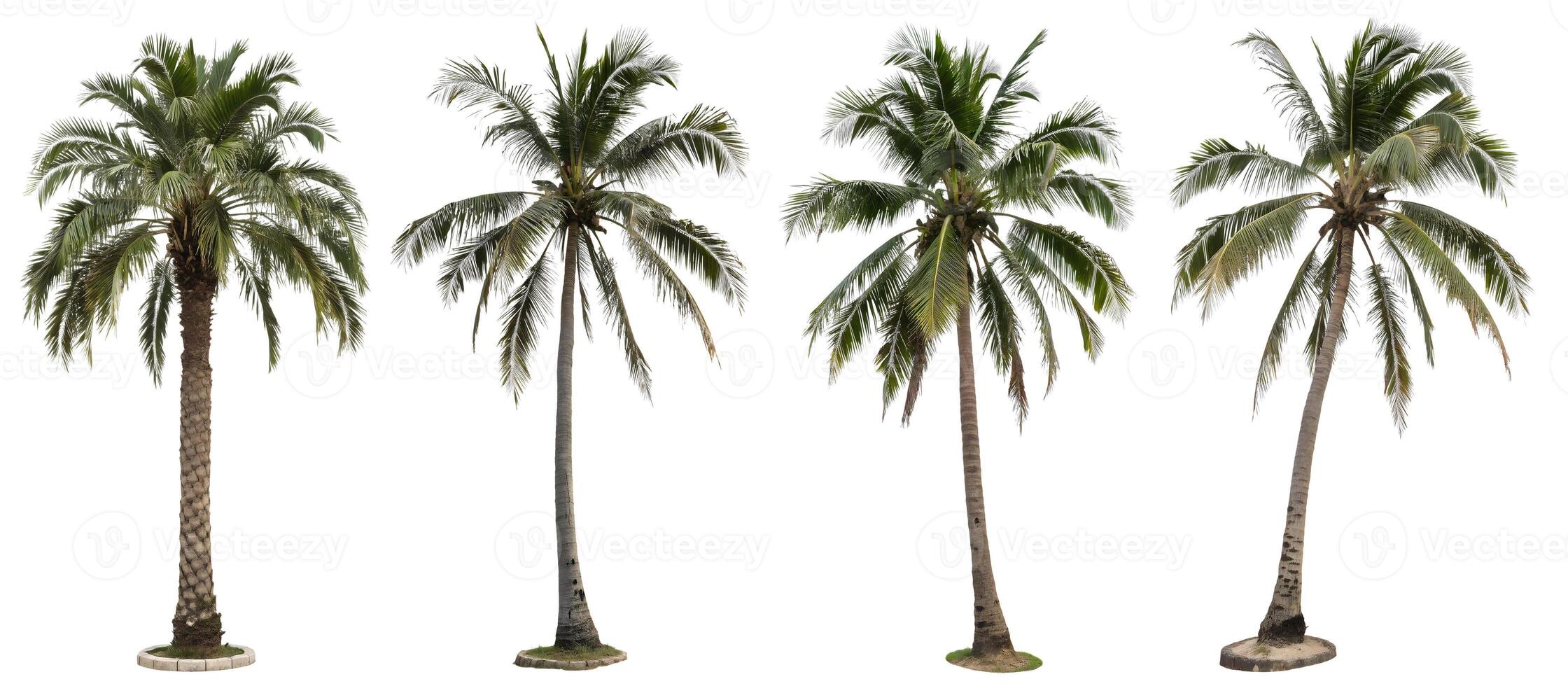 A set of palm trees on an isolated white background. photo