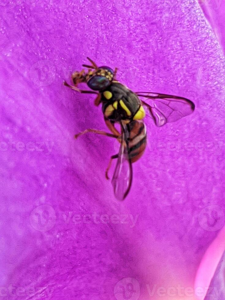 yellow bee on pink flower photo