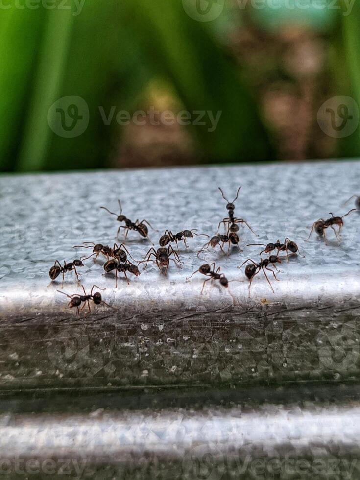 black ant colony photo