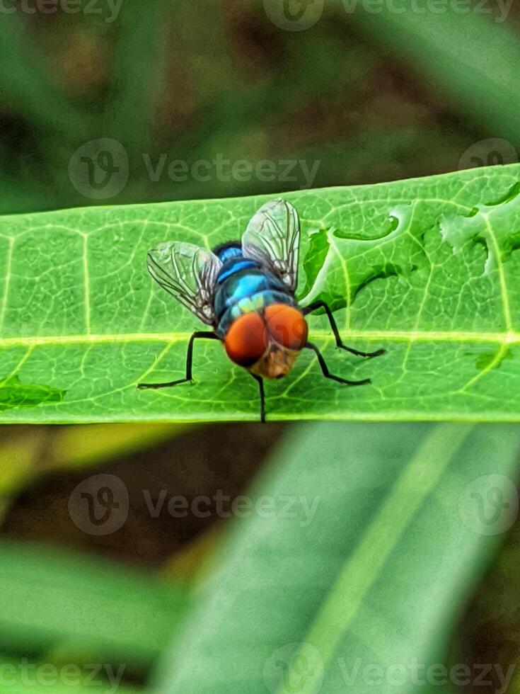 A fly with red eyes sitting on a leaf photo