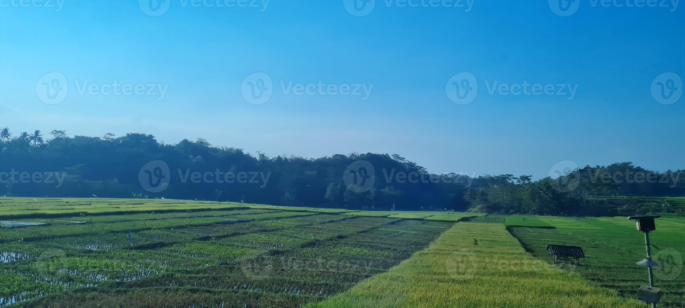 field view with green beautiful photo