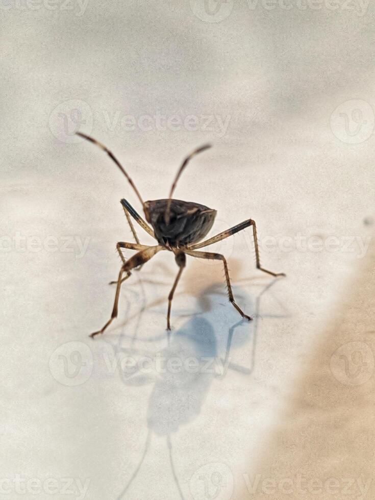A bug on a white surface photo