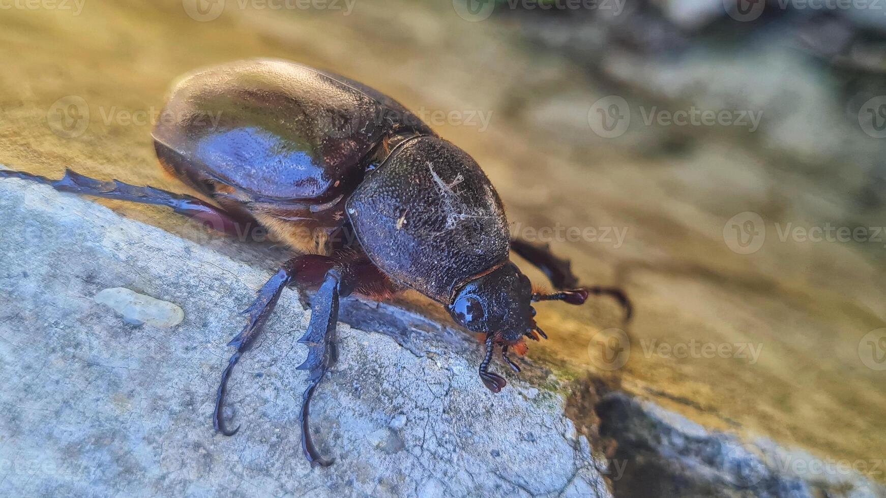 A beetle on a rock with its back to the camera photo