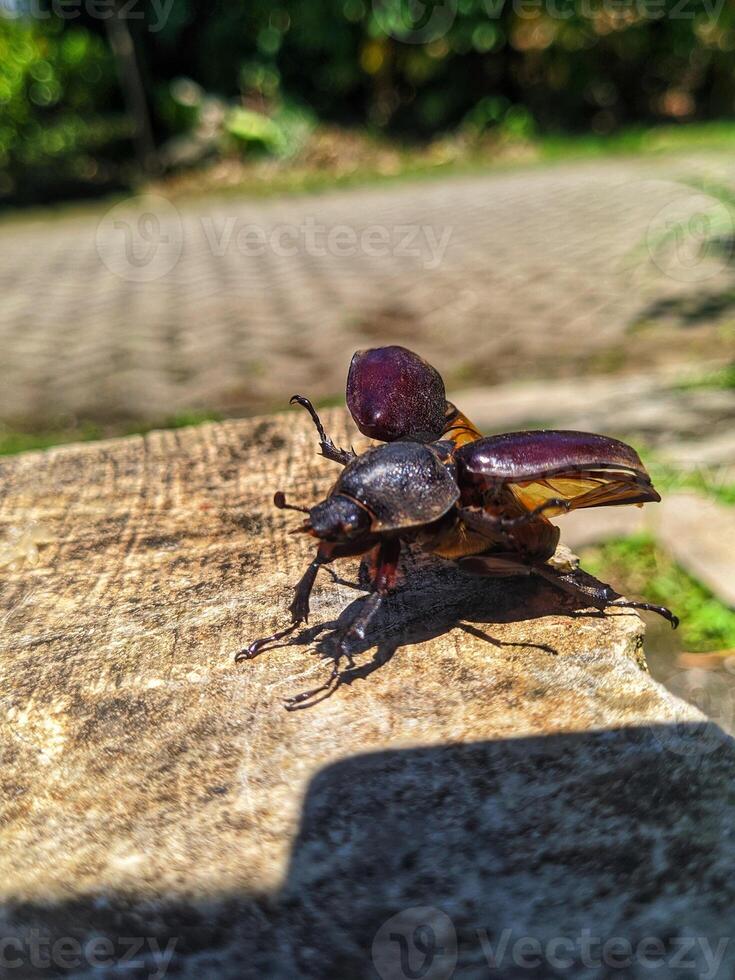 A beetle on a rock photo