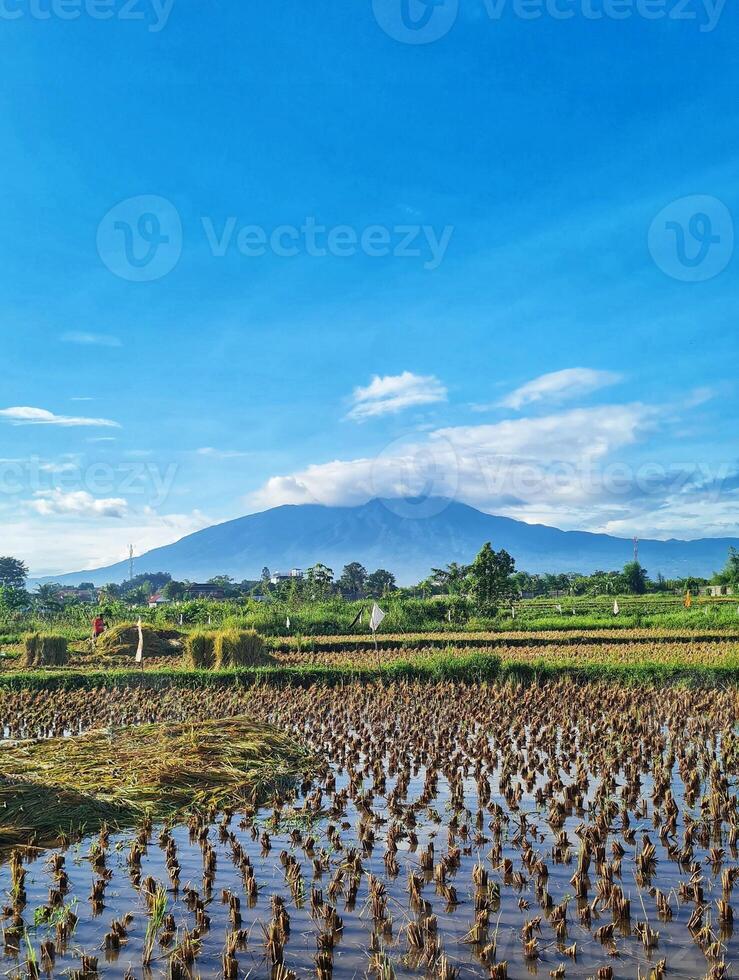 A rice field with a mountain in the background photo