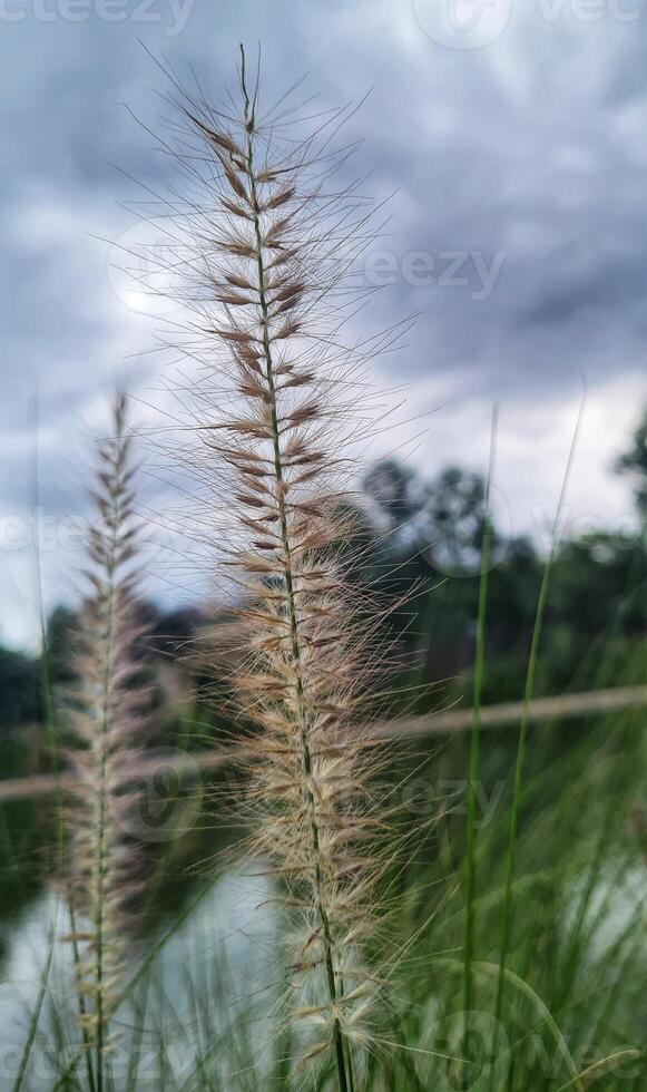 Tall grasses in front of a lake photo