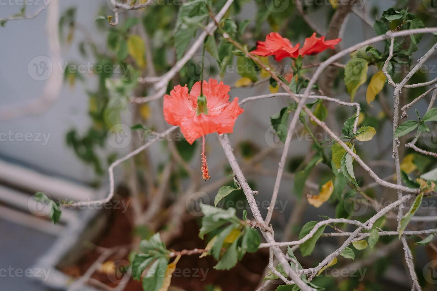 Vibrant hibiscus blooms amidst twisting branches, a natural close-up photo