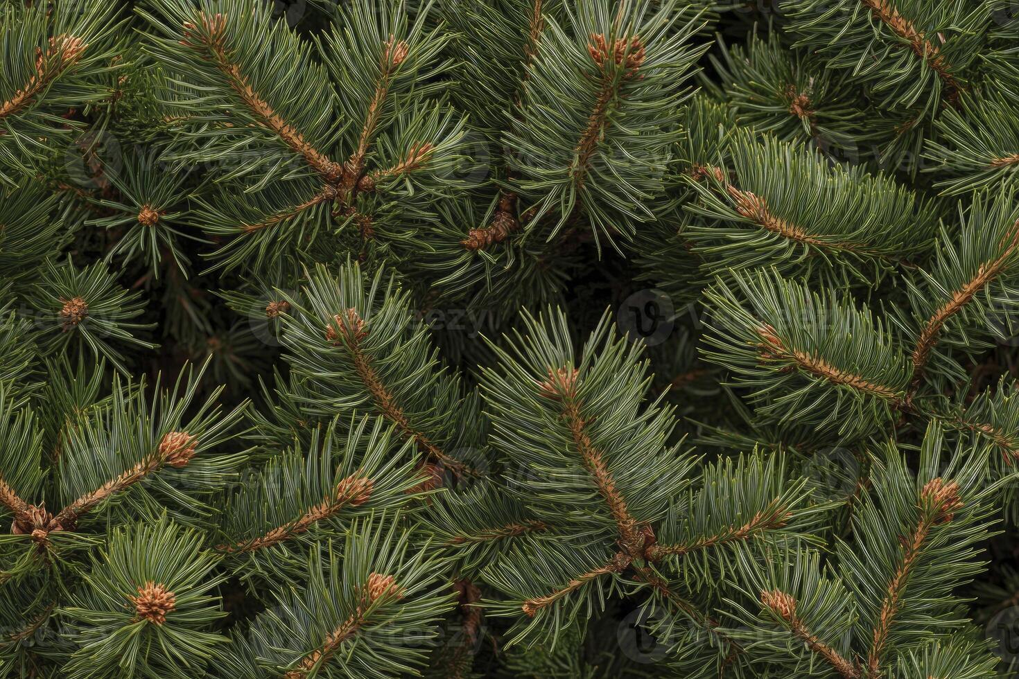 Close Up View of Green Spruce Tree Branches and Needles photo