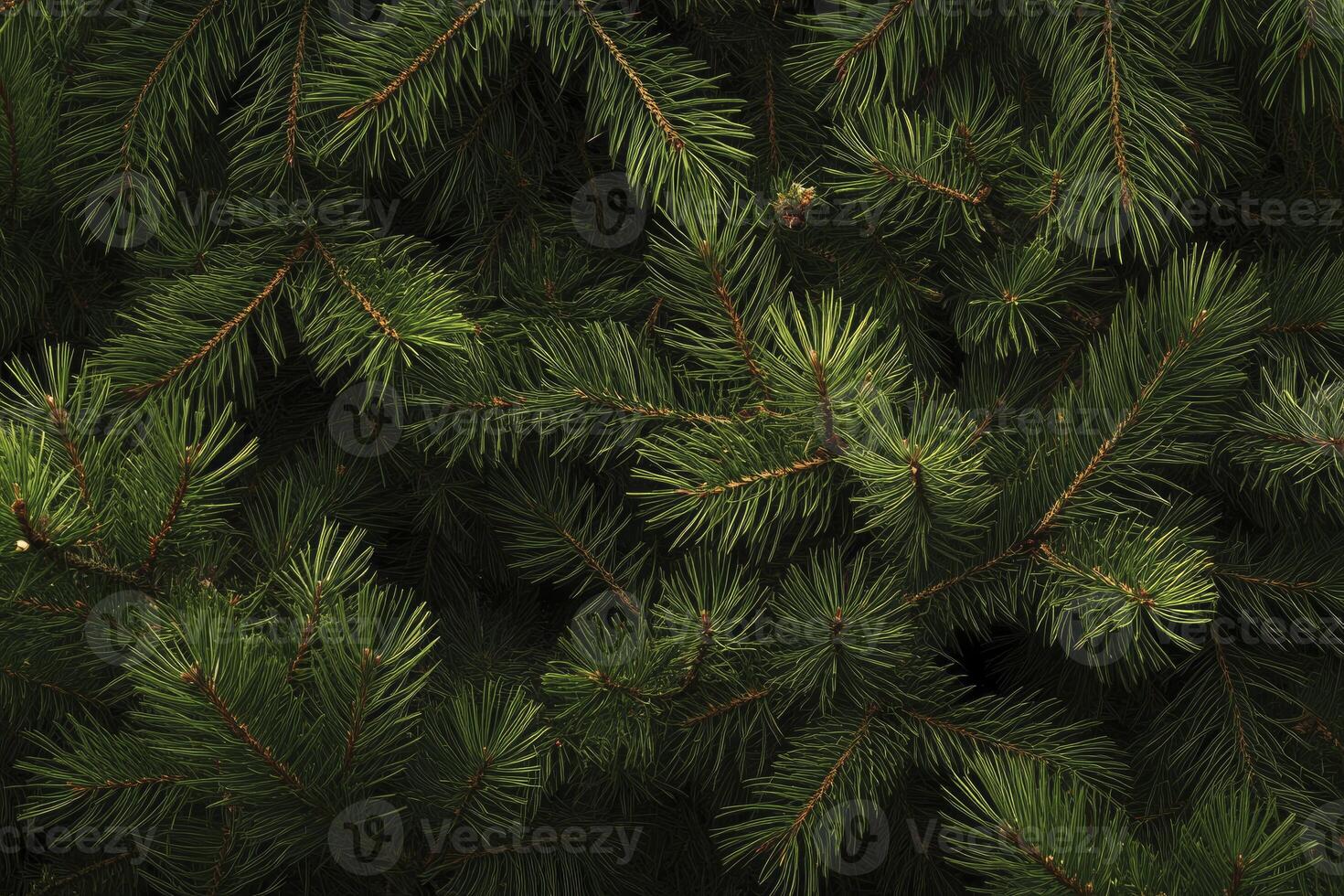 Close Up of Evergreen Tree Branches with Fresh Green Needles photo