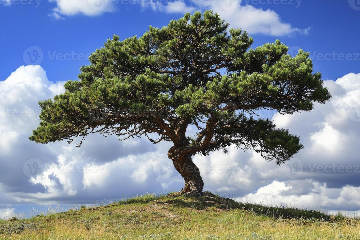 Solitary Pine Tree Standing on Hilltop with Blue Sky and Clouds photo