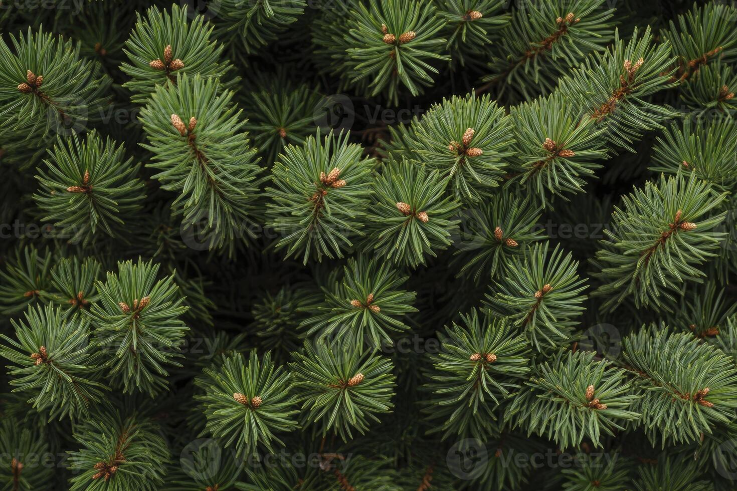 Close-up of Evergreen Fir Tree Branches with Small Brown Cones photo