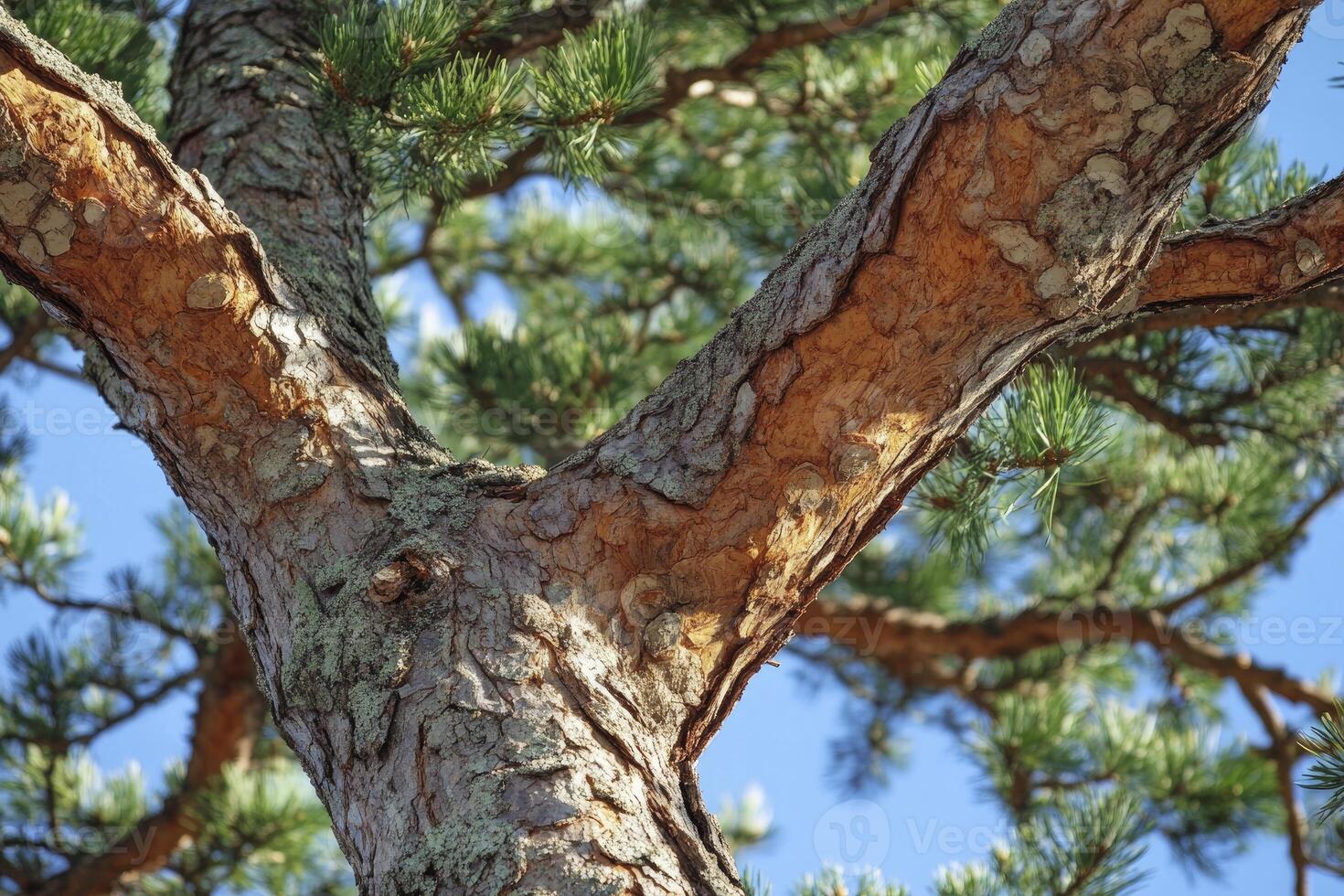Looking Up at Pine Tree Branches and Needles Against Blue Sky photo