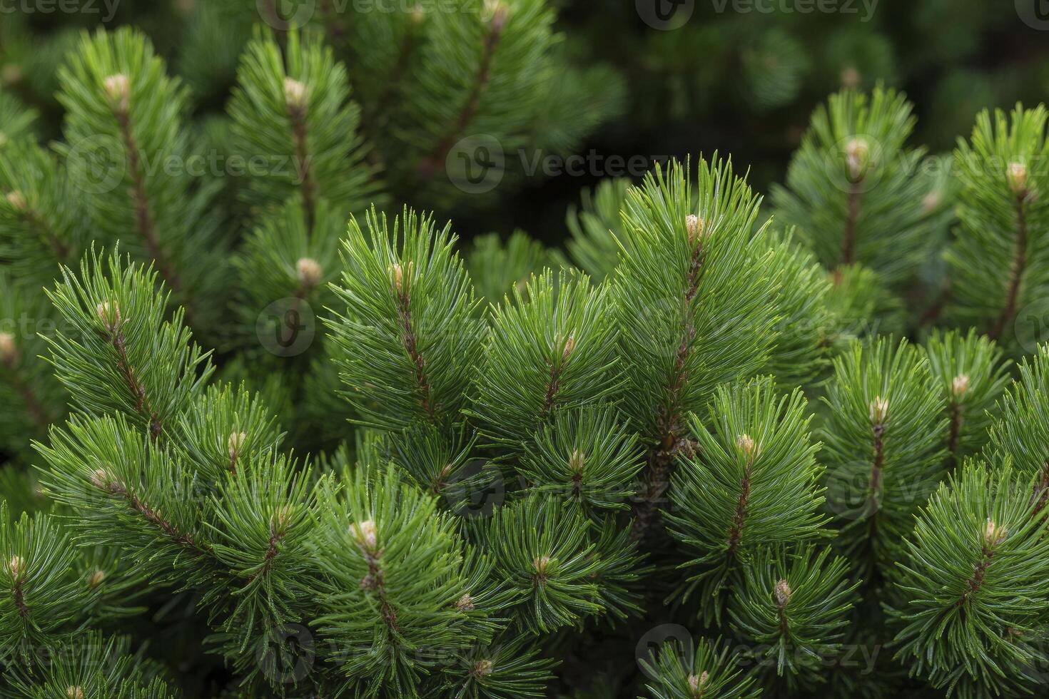 Close-up of Vibrant Green Spruce Branches and Needles in Natural Light photo
