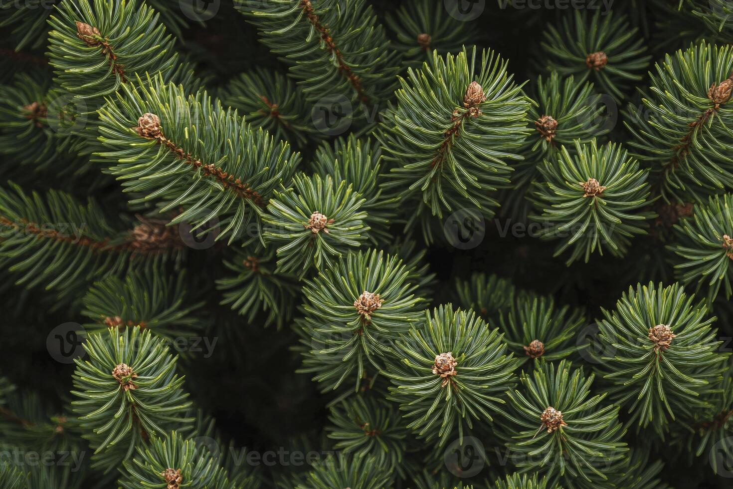 Close-up of Green Spruce Tree Branches and Needles Texture photo