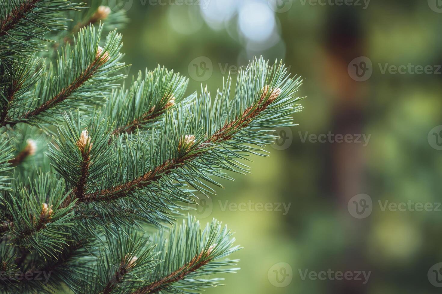 Close-up of Evergreen Tree Branch with New Buds in Natural Light photo