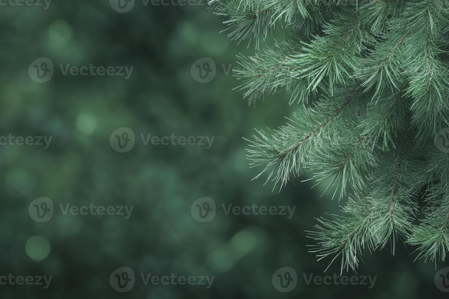 Close Up of Pine Tree Branch with Green Bokeh Background photo