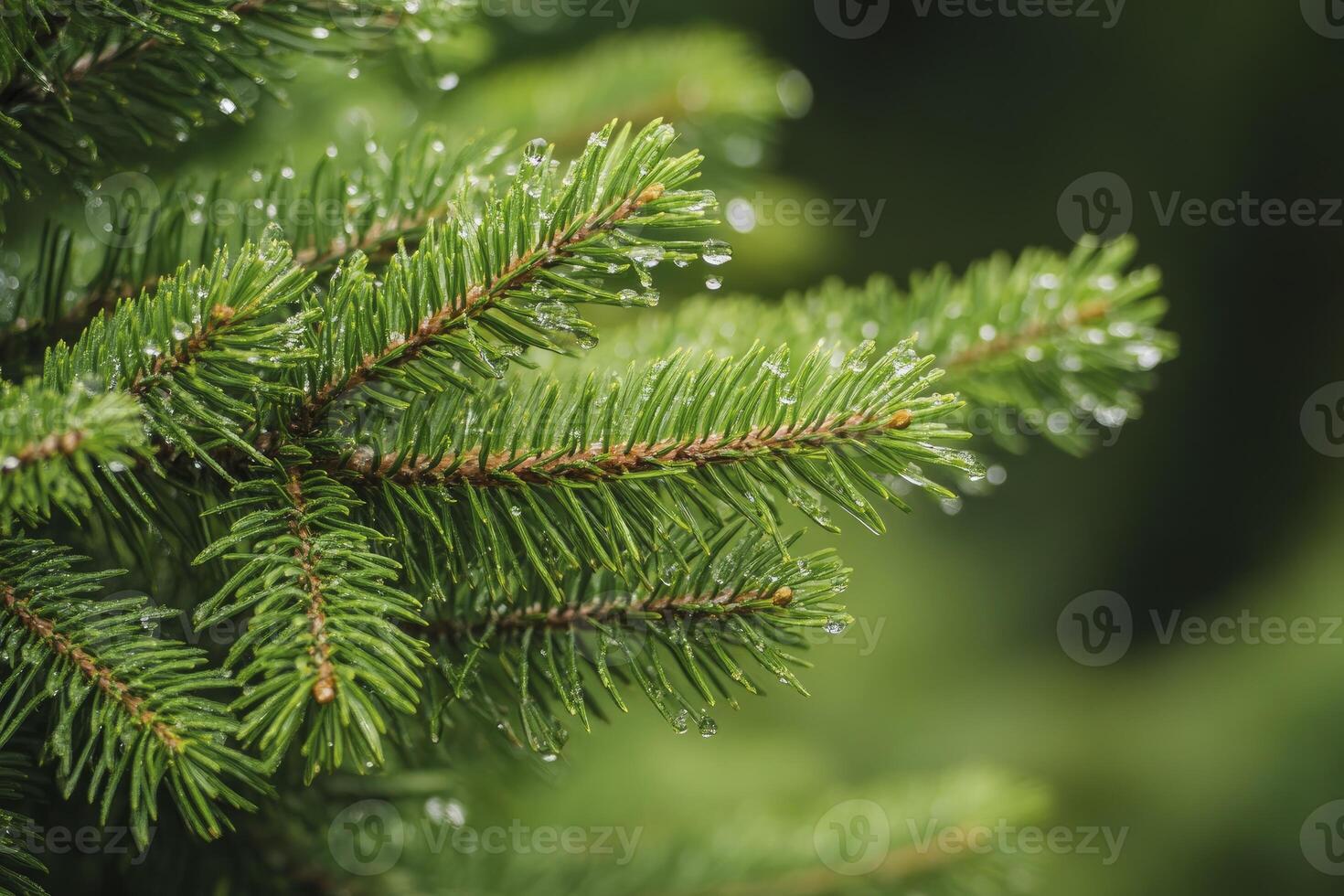 Close-up of Evergreen Branch with Water Droplets Fresh and Green photo