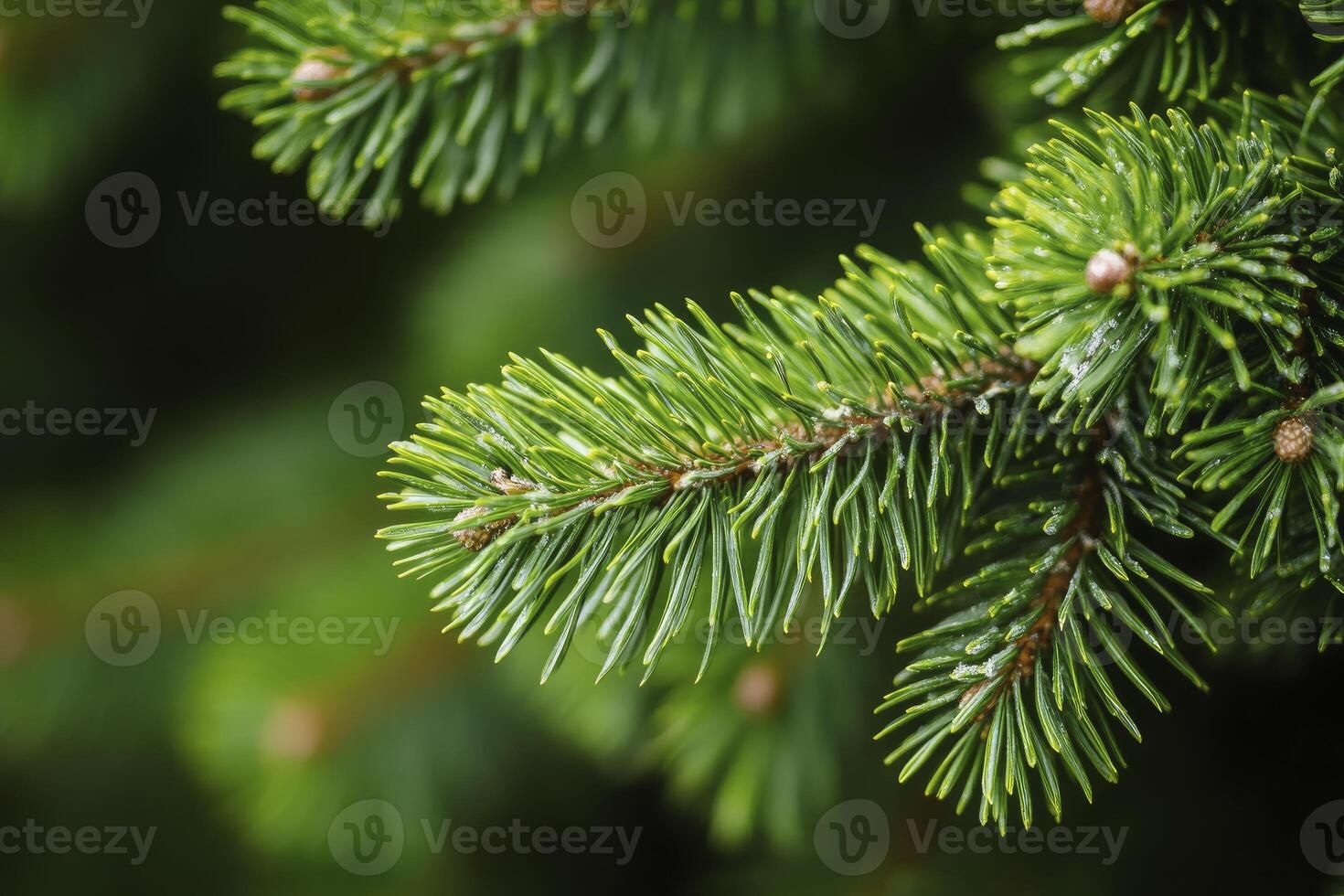 Close-up of Fir Tree Branch with Fresh Green Needles photo