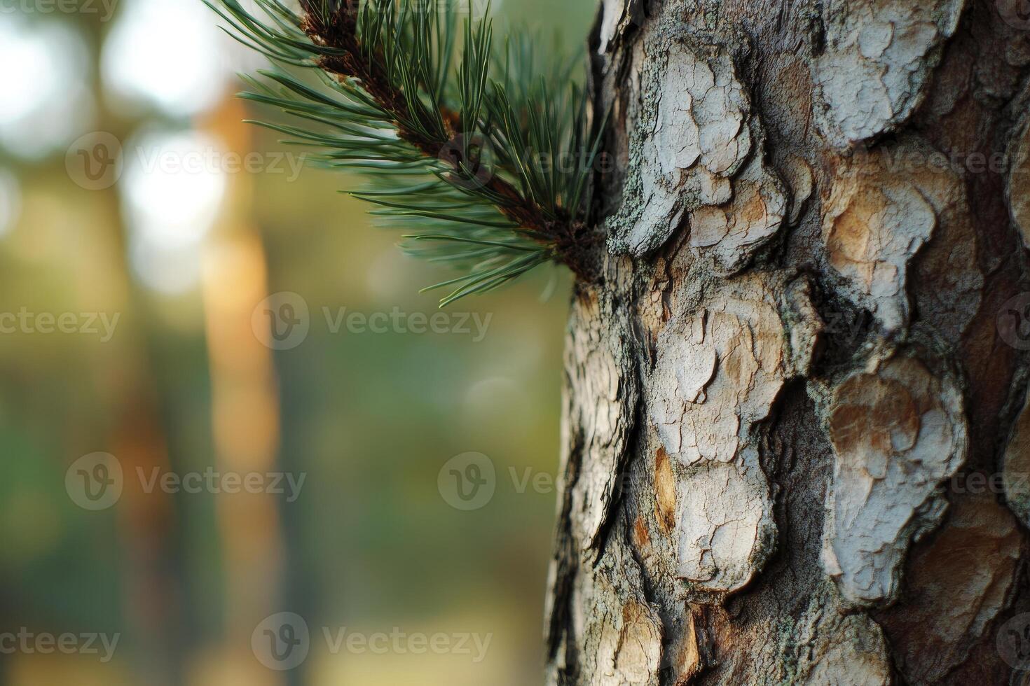 Pine Tree Trunk Close-up with Green Needles in Natural Forest Setting photo