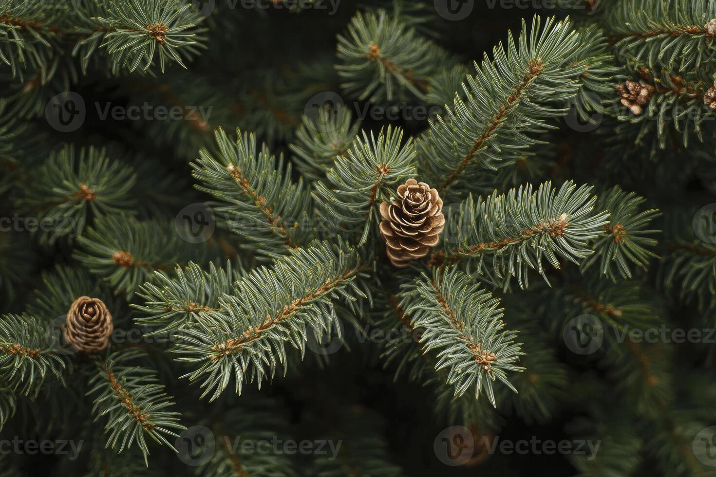 Fir Tree Branches with Pine Cones Close-up Evergreen Nature Image photo