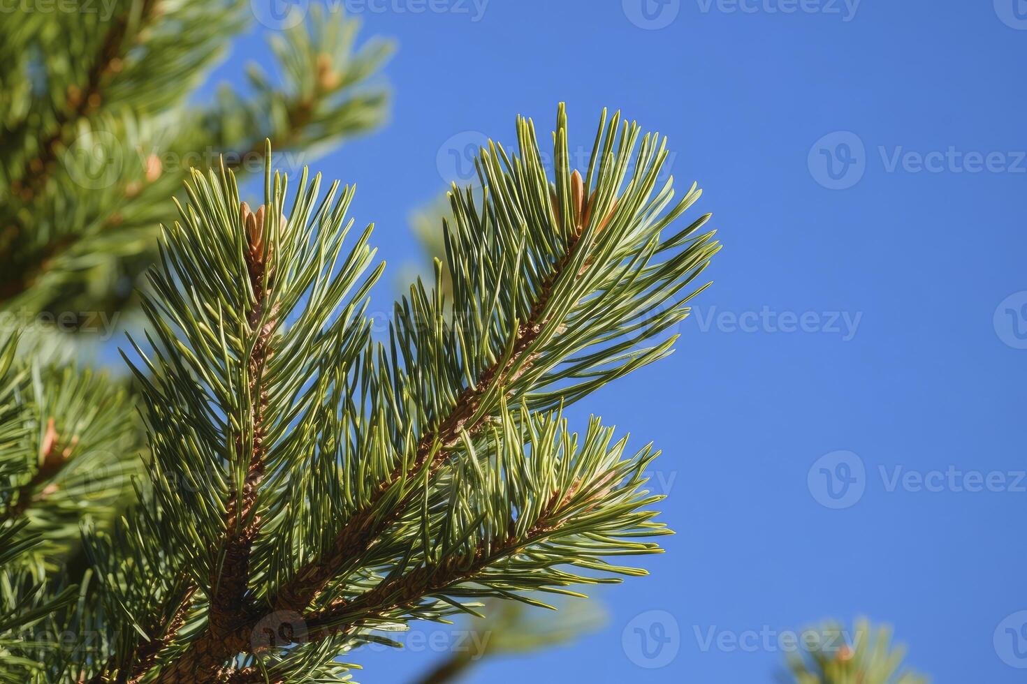 Close-up of Pine Branch Against Vivid Blue Sky Background Nature photo