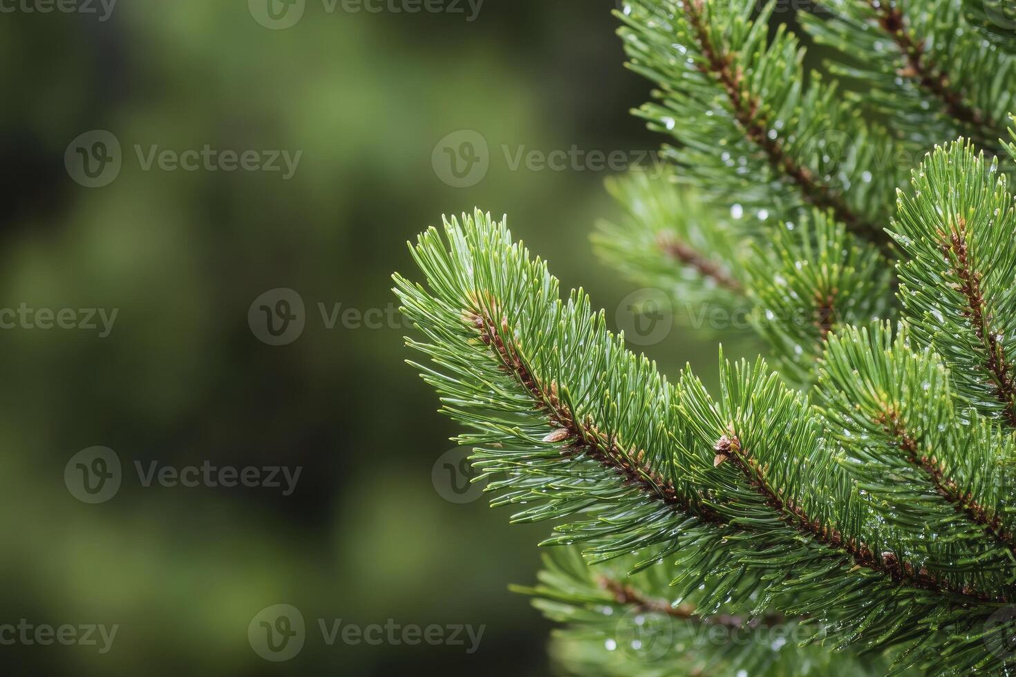 Close-up of Pine Tree Branch with Raindrops on Green Background photo