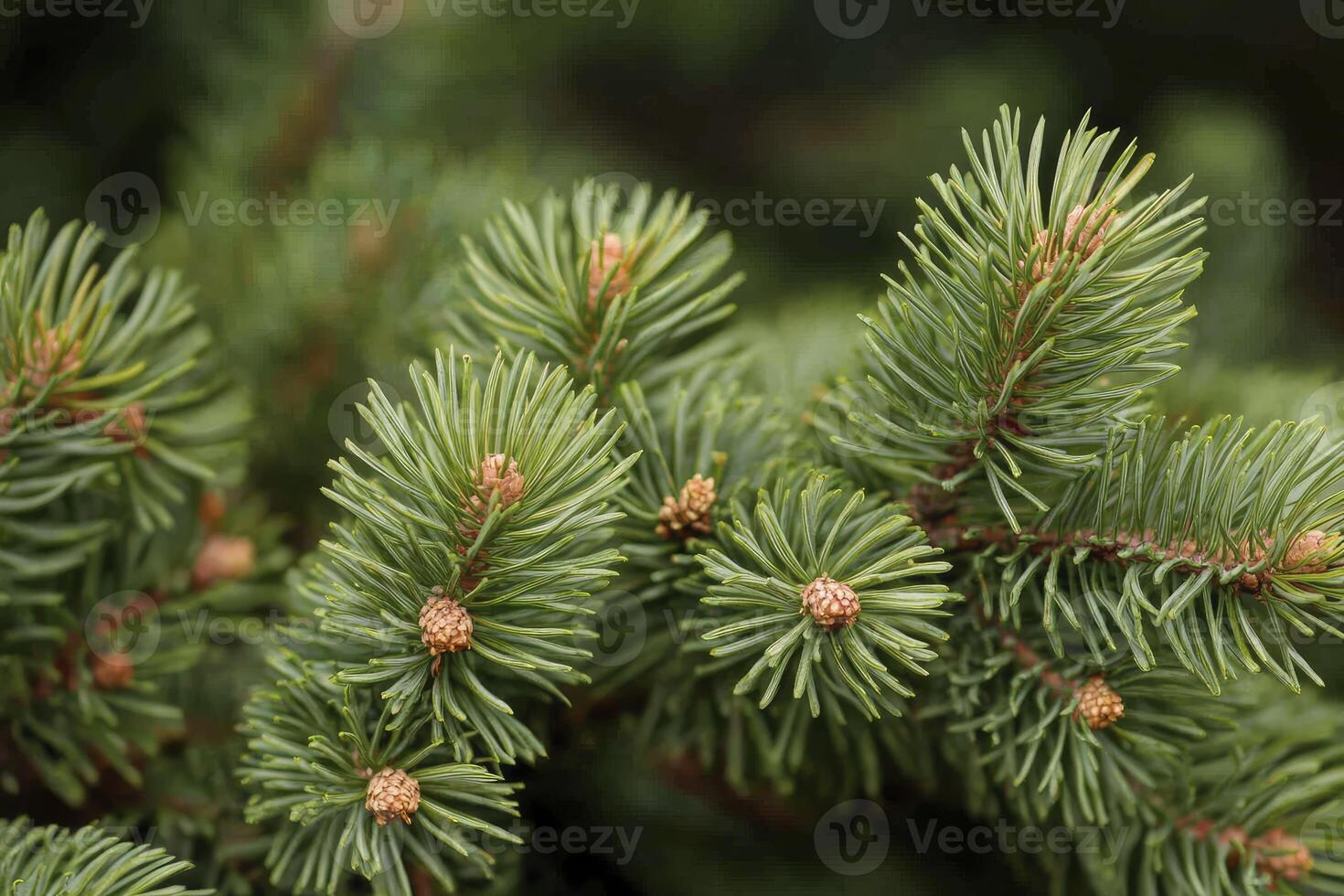 Close-up of Fir Tree Branch with Green Needles and Small Cones photo