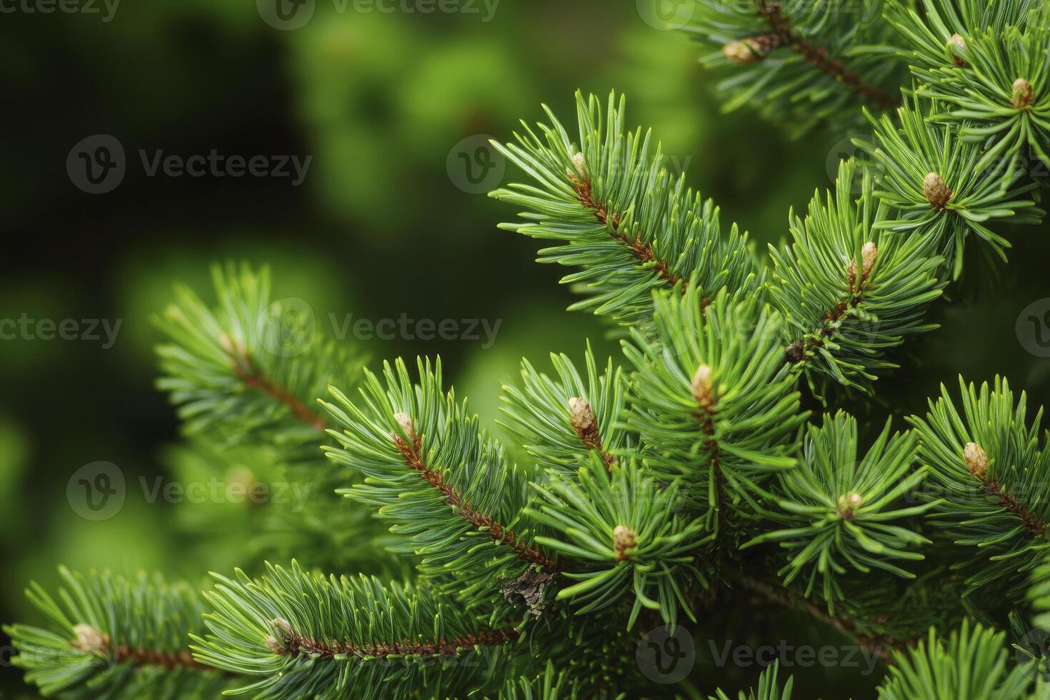 Close-up of Green Spruce Tree Branches with Small Buds in Nature photo