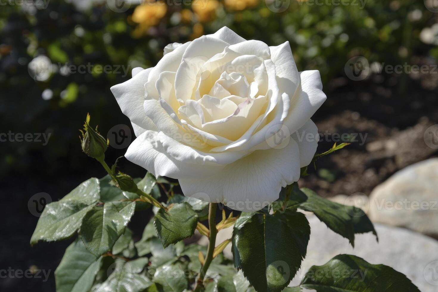 Blooming White Rose Flower in Garden with Green Leaves Closeup photo