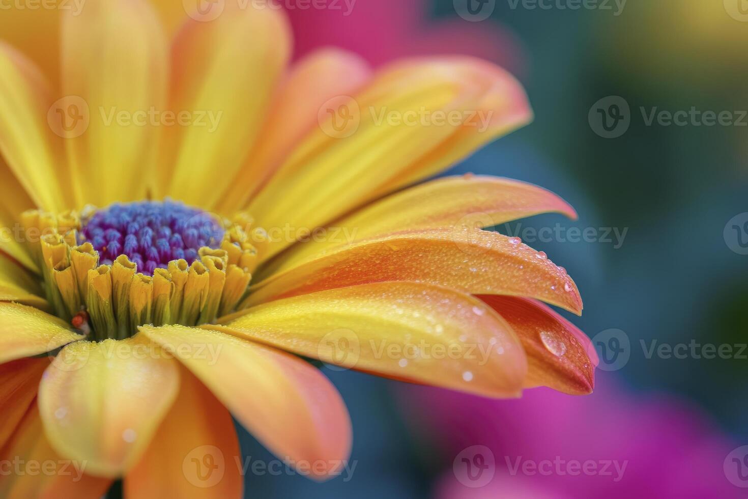 Close-up of Orange Daisy Flower with Water Droplets and Colorful Background photo
