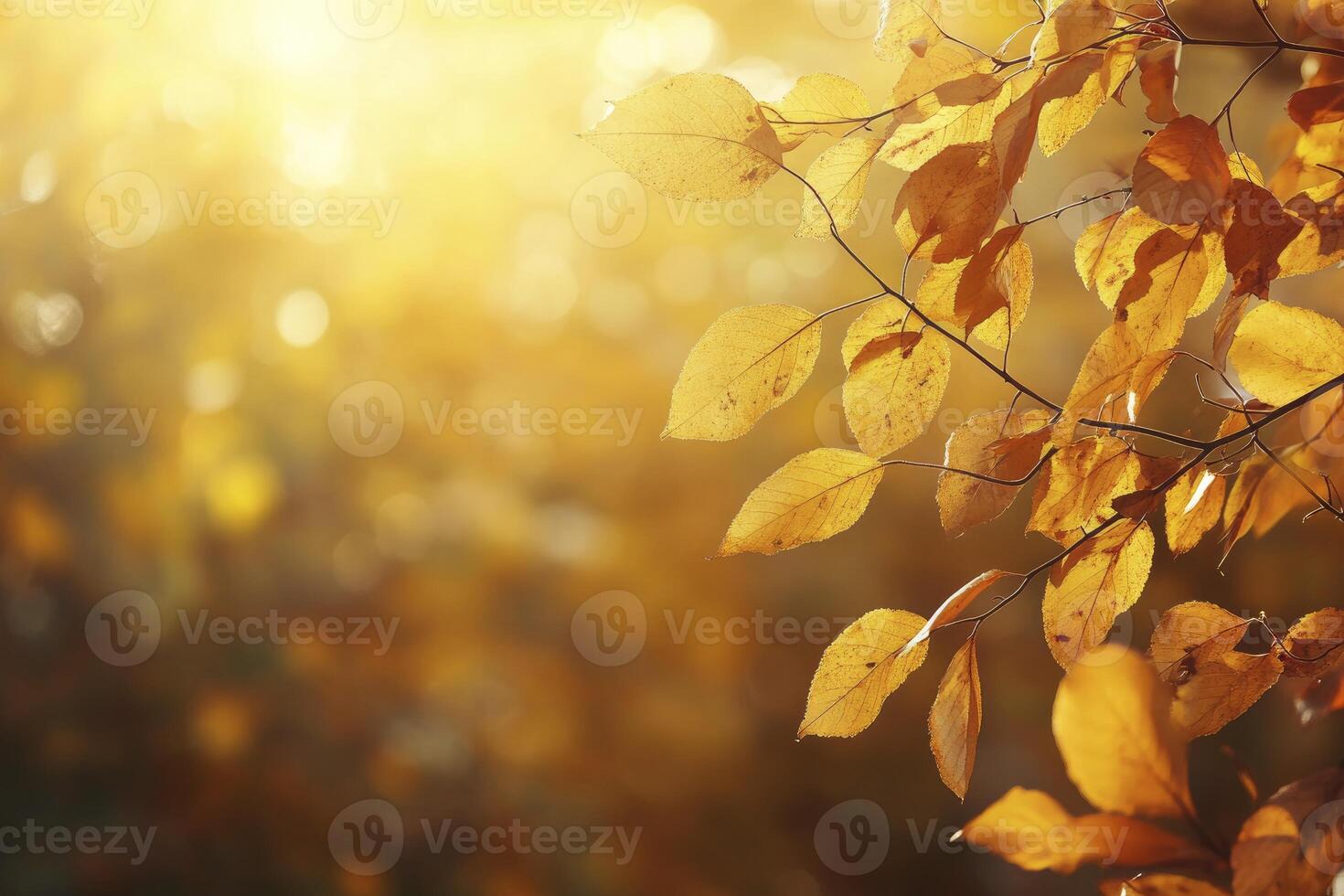 Golden Autumn Leaves on Branch with Soft Sunlight and Bokeh Background photo