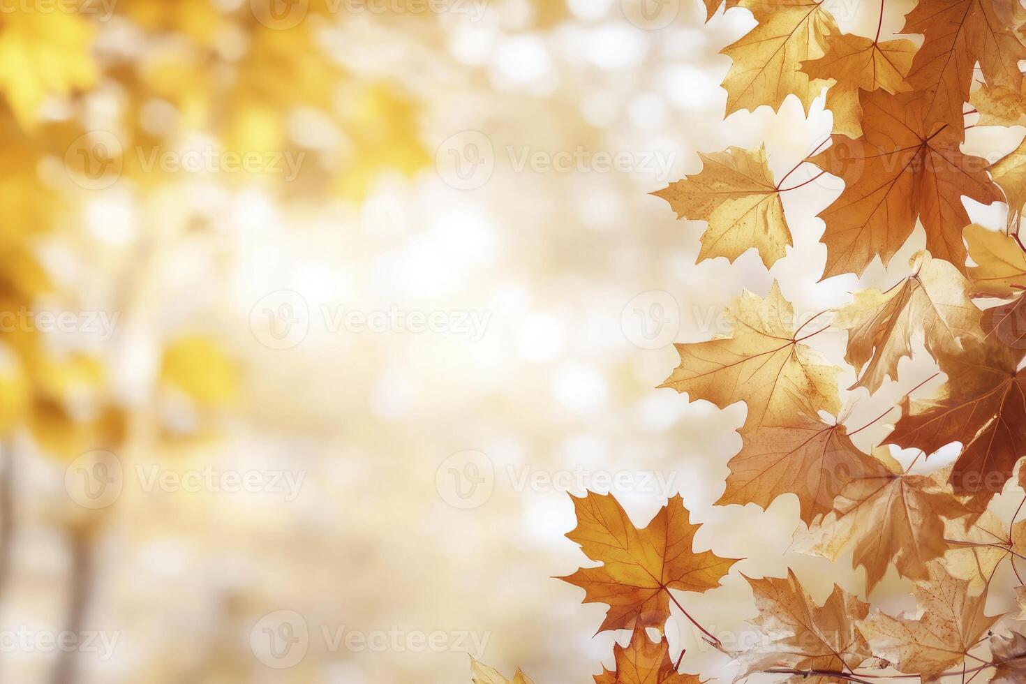 Maple Leaves in Autumn Sunlight Creating a Warm and Serene Atmosphere photo