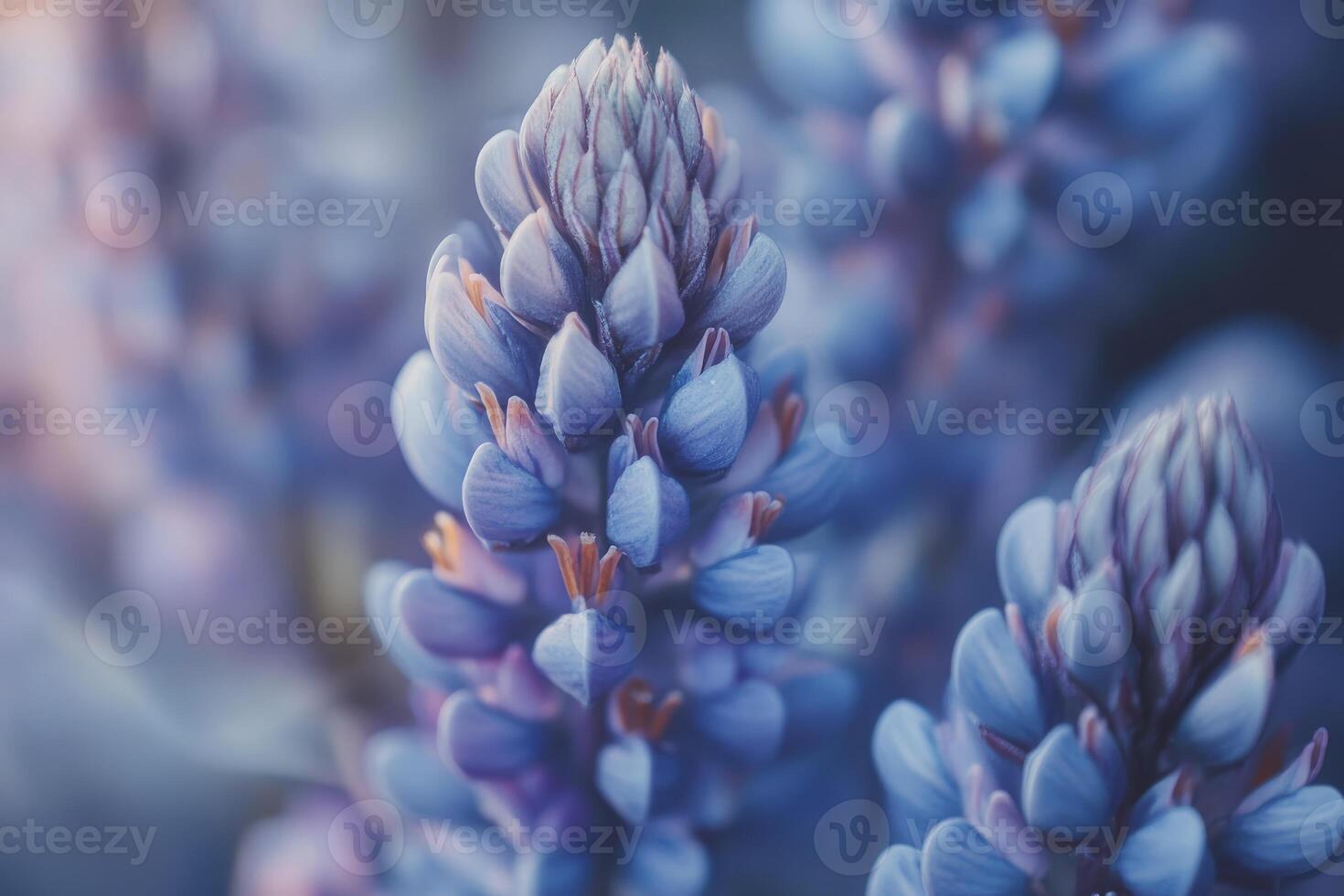 Close Up of Blooming Lupine Flower with Soft Blue and Purple Hues photo