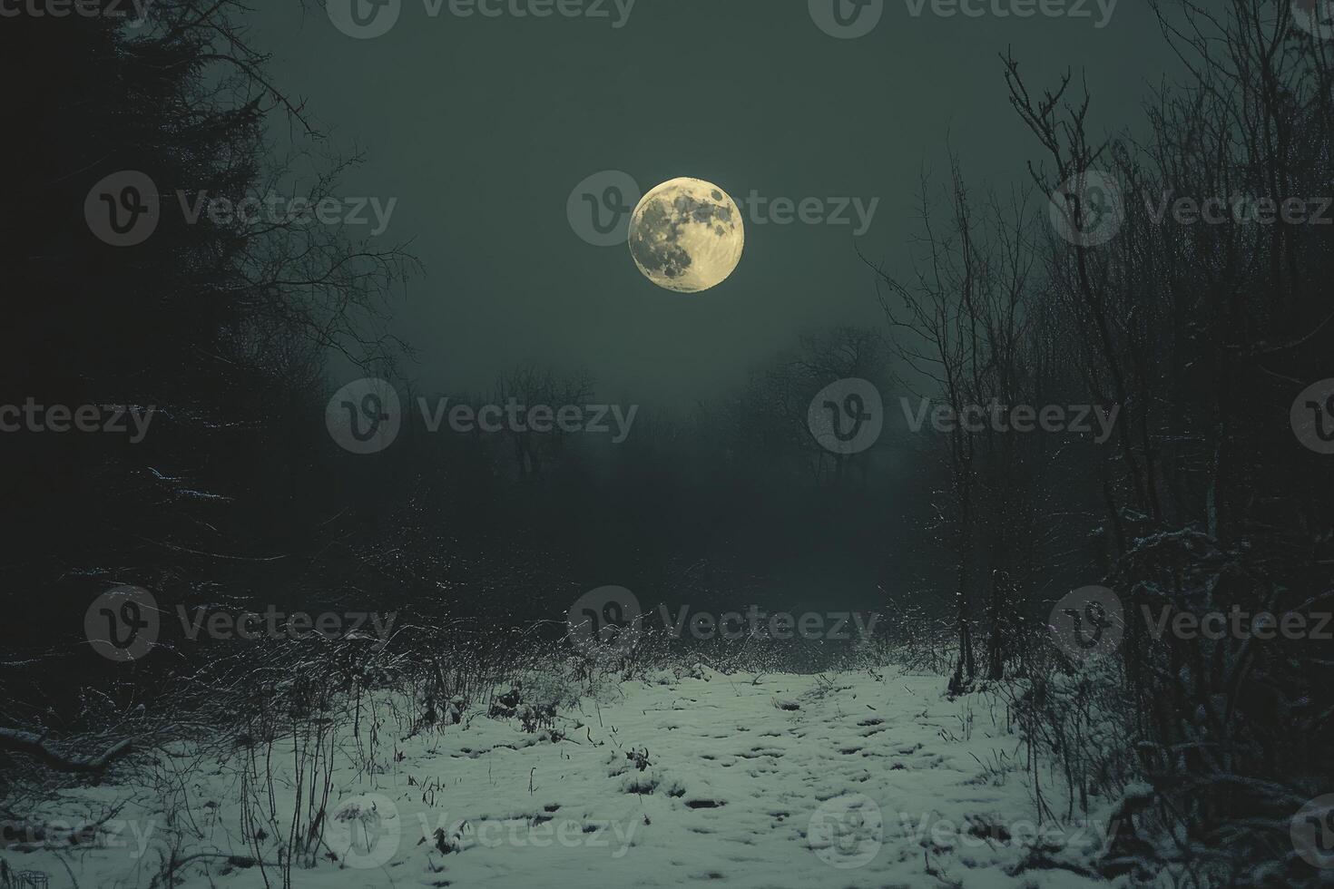Full Moon Over Snowy Path Through Dark Forest at Night photo